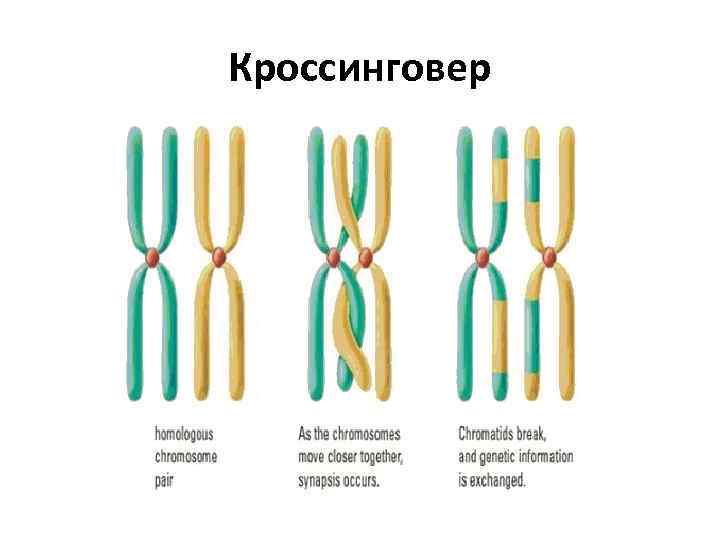 Кроссинговер 