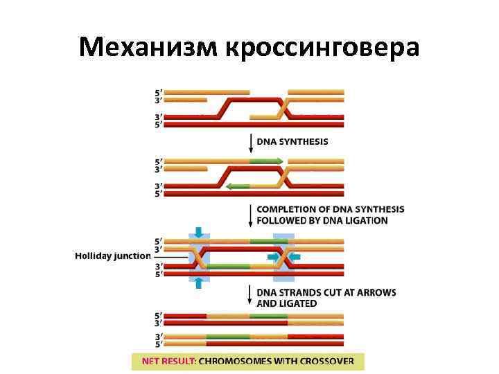 Белки клеточной стенки растений