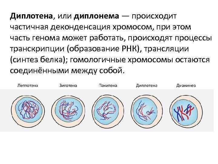 Диплотена, или диплонема — происходит частичная деконденсация хромосом, при этом часть генома может работать,