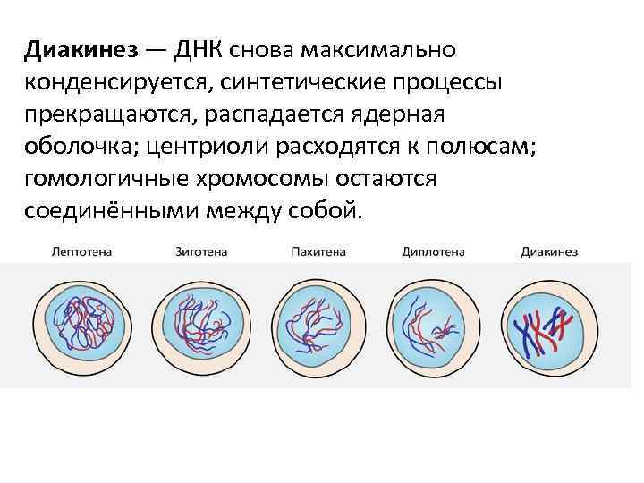 Диакинез — ДНК снова максимально конденсируется, синтетические процессы прекращаются, распадается ядерная оболочка; центриоли расходятся