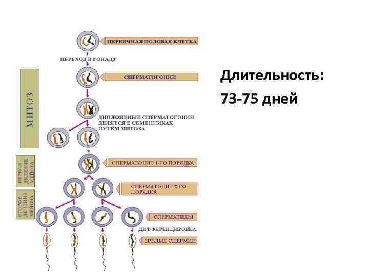 Длительность: 73 -75 дней 