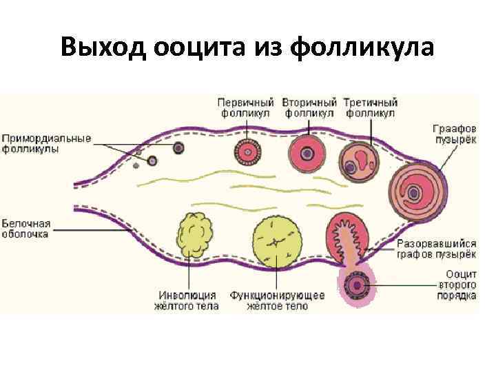 Выход ооцита из фолликула 