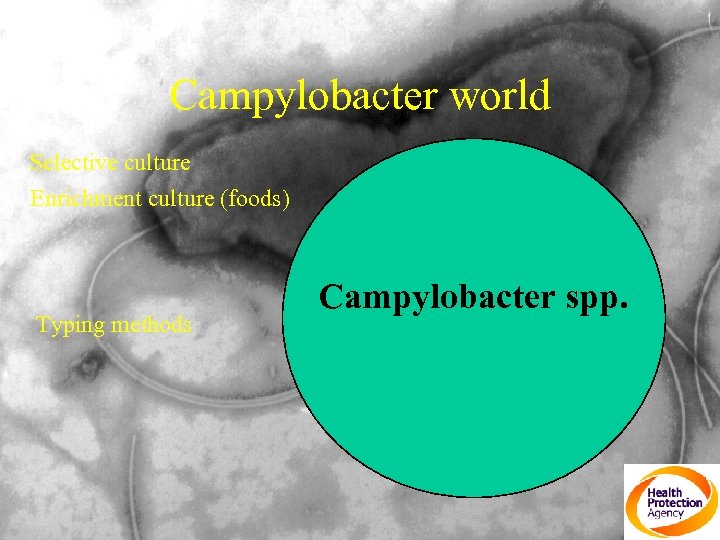 Campylobacter world Selective culture Enrichment culture (foods) Typing methods Campylobacter spp. 