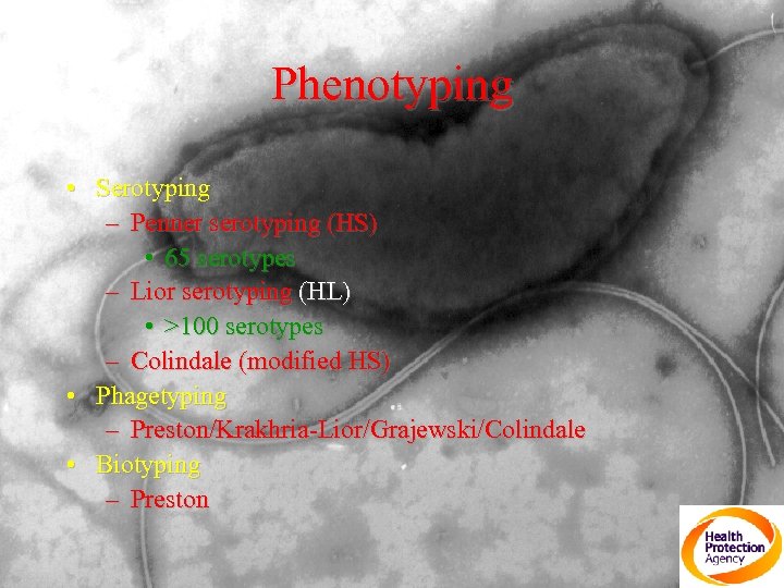 Phenotyping • Serotyping – Penner serotyping (HS) • 65 serotypes – Lior serotyping (HL)