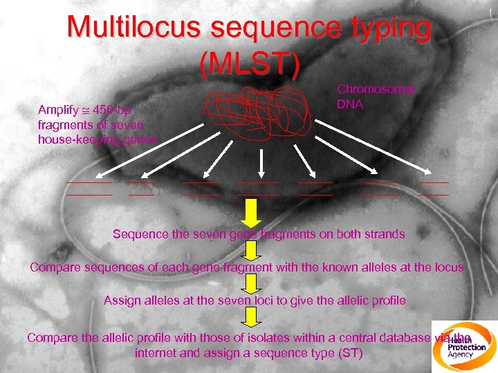 Multilocus sequence typing (MLST) Amplify 450 -bp fragments of seven house-keeping genes Chromosomal DNA