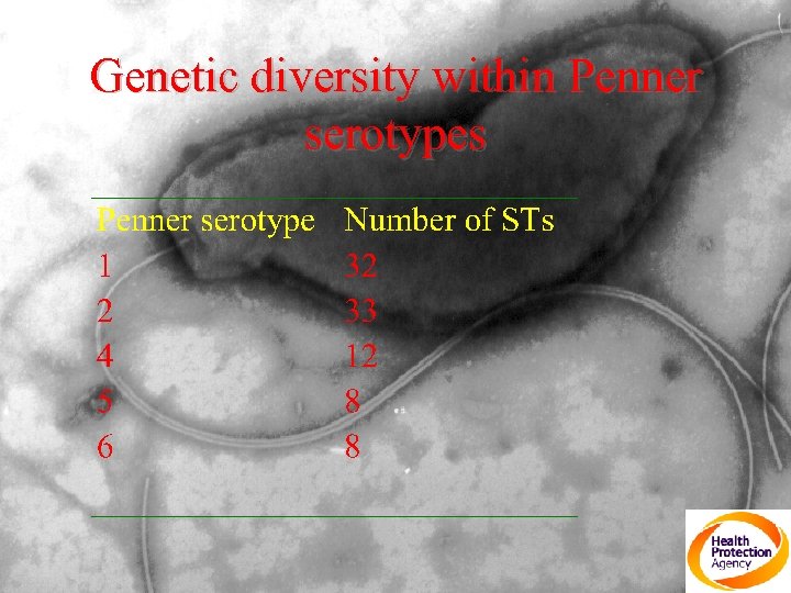Genetic diversity within Penner serotypes 