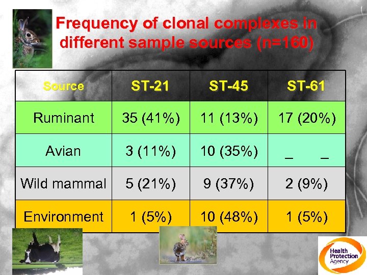 Frequency of clonal complexes in different sample sources (n=160) Source ST-21 ST-45 ST-61 Ruminant