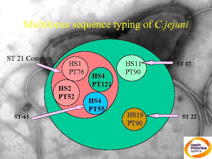 Multilocus sequence typing of C. jejuni ST 21 Complex HS 1 PT 76 HS