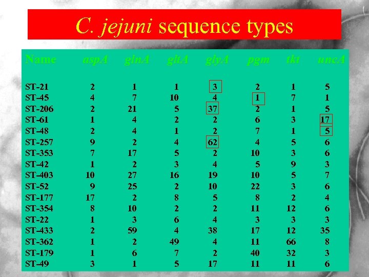 C. jejuni sequence types Name asp. A gln. A glt. A gly. A pgm