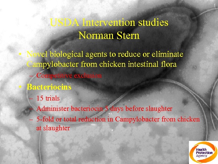 USDA Intervention studies Norman Stern • Novel biological agents to reduce or eliminate Campylobacter