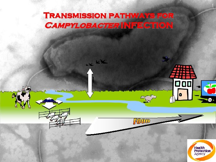 Transmission pathways for Campylobacter INFECTION 