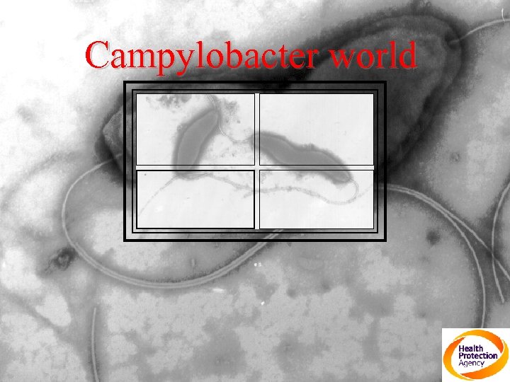 Campylobacter world 