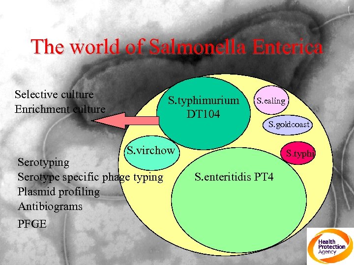 The world of Salmonella Enterica Selective culture Enrichment culture S. typhimurium DT 104 S.