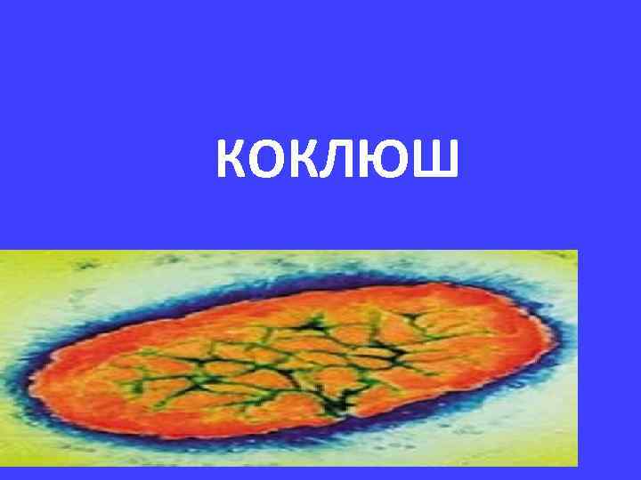 КОКЛЮШ 