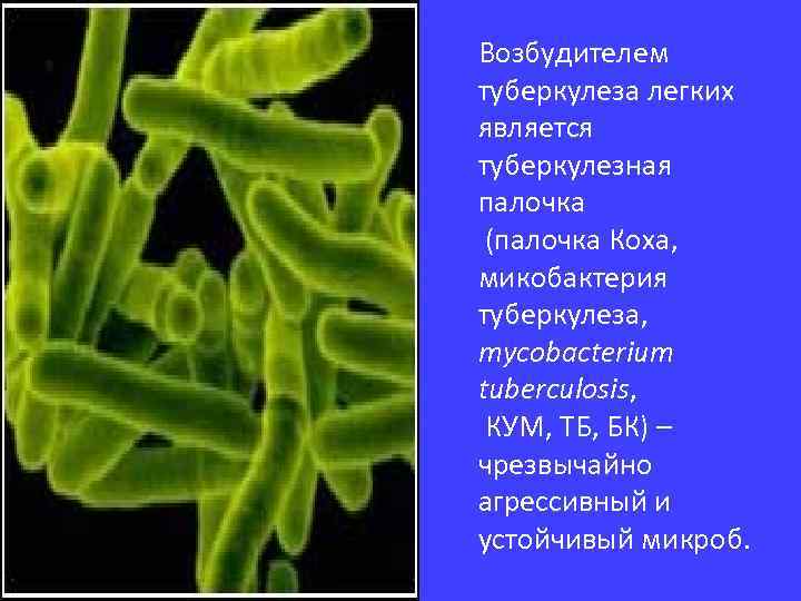 Возбудителем туберкулеза легких является туберкулезная палочка (палочка Коха, микобактерия туберкулеза, mycobacterium tuberculosis, КУМ, ТБ,