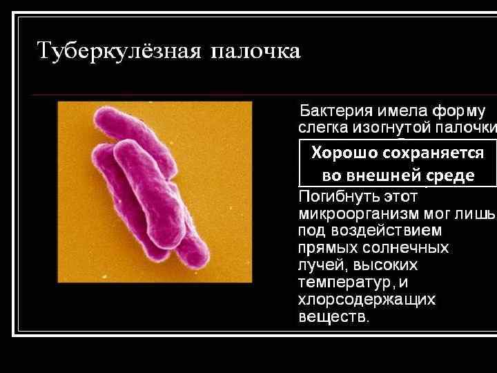 Хорошо сохраняется во внешней среде 