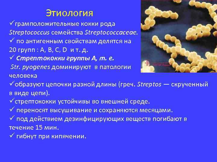  Этиология üграмположительные кокки рода Streptococcus семейства Streptococcaceae. ü по антигенным свойствам делятся на