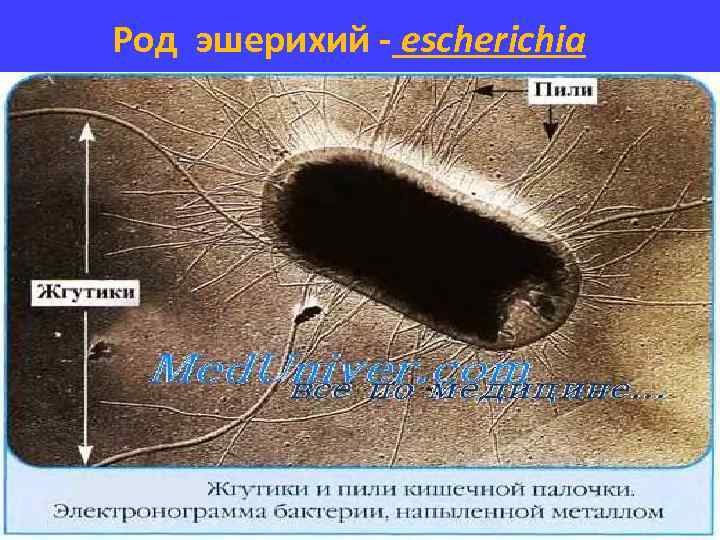 Род эшерихий - escherichia 