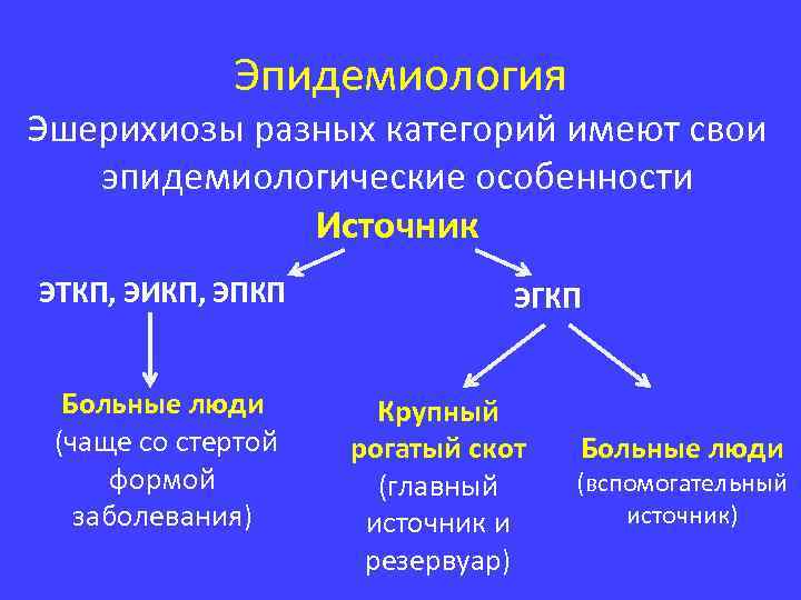 Схема патогенеза эшерихиоза