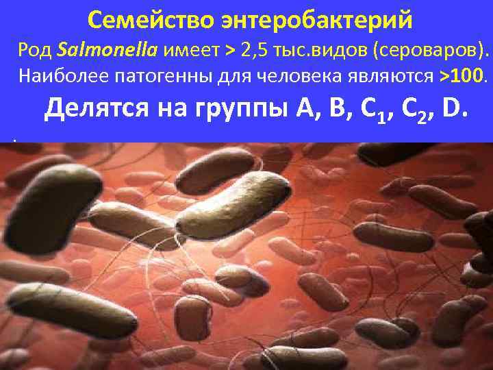 Семейство энтеробактерий Род Salmonella имеет > 2, 5 тыс. видов (сероваров). Наиболее патогенны для