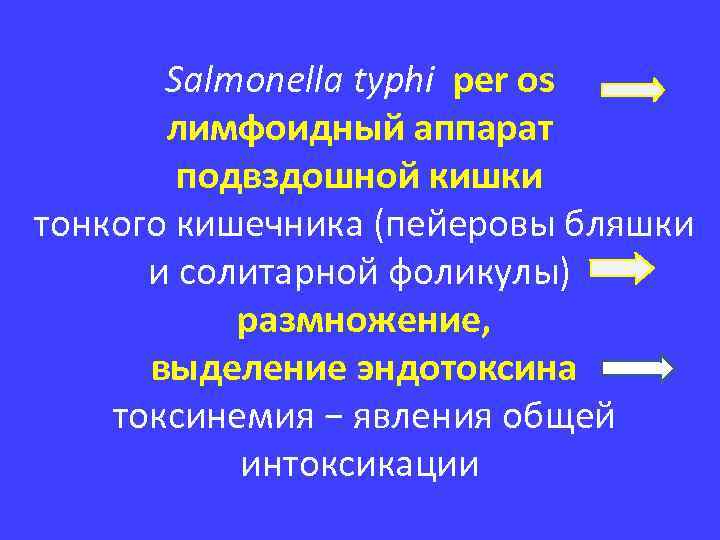 Salmonella typhi per os лимфоидный аппарат подвздошной кишки тонкого кишечника (пейеровы бляшки и солитарной