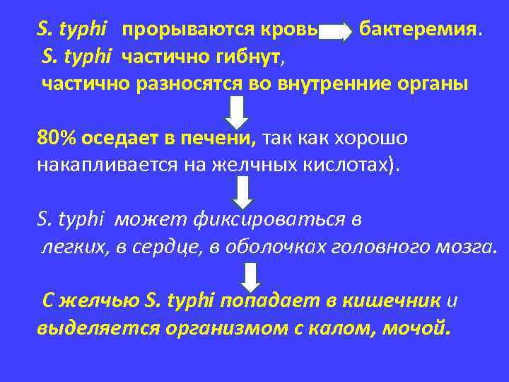 S. typhi прорываются кровь бактеремия. S. typhi частично гибнут, частично разносятся во внутренние органы
