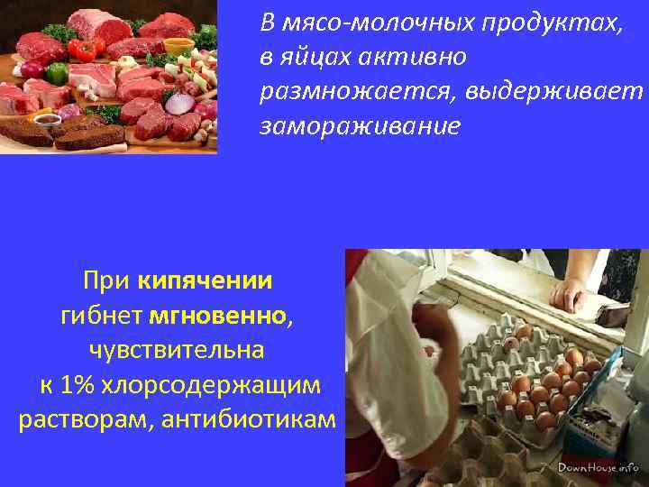 В мясо-молочных продуктах, в яйцах активно размножается, выдерживает замораживание При кипячении гибнет мгновенно, чувствительна