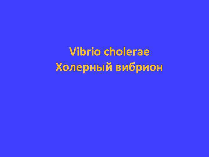 Vibrio cholerae Холерный вибрион 