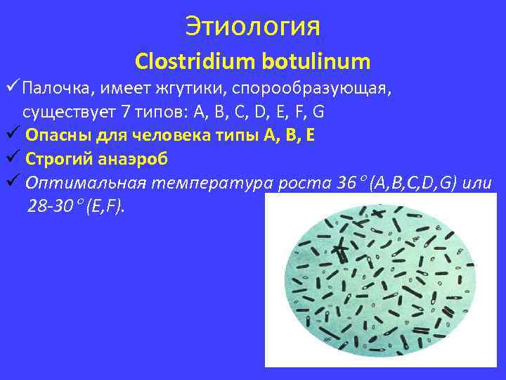 Этиология Clostridium botulinum üПалочка, имеет жгутики, спорообразующая, существует 7 типов: A, B, C, D,