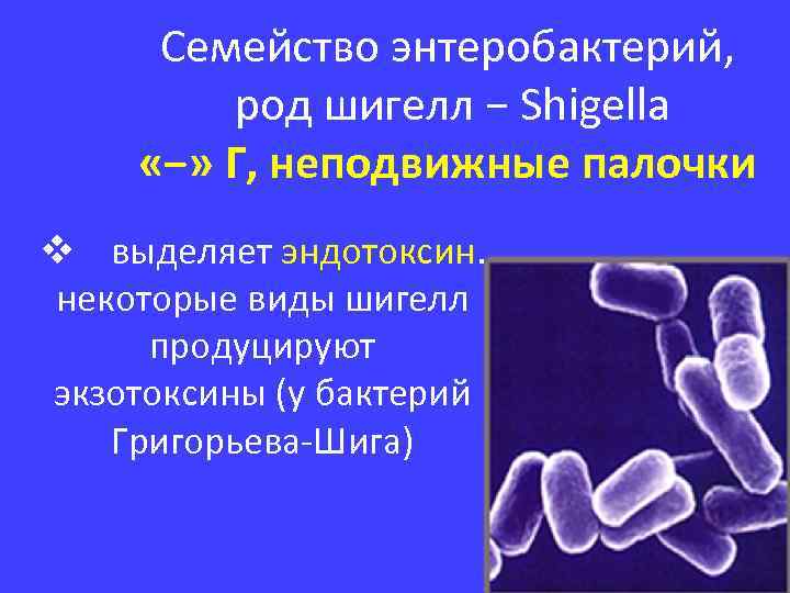 Семейство энтеробактерий, род шигелл − Shigella «−» Г, неподвижные палочки v выделяет эндотоксин. некоторые