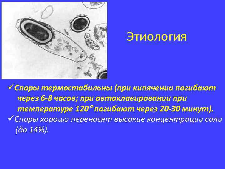  Этиология üСпоры термостабильны (при кипячении погибают через 6 -8 часов; при автоклавировании при