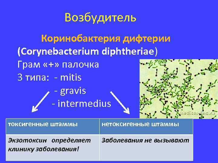 Возбудители бактериальных. Corynebacterium diphtheriae антигенная структура. Corynebacterium diphtheriae чистая культура. Характеристика коринобактерии дифтерии. Corynebacterium diphtheriae дифтерия.