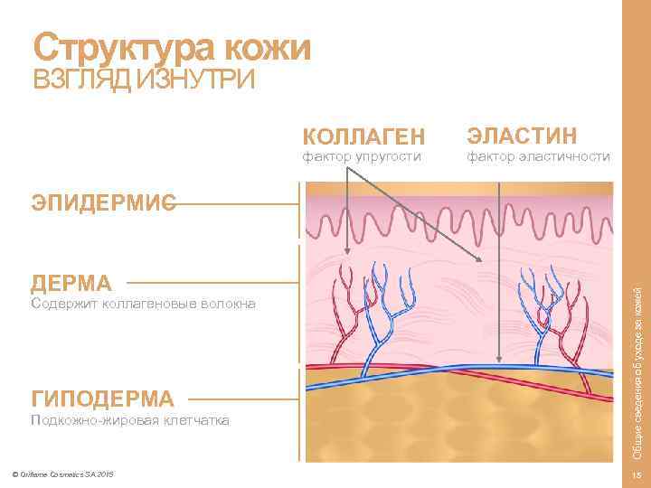 Структура кожи ВЗГЛЯД ИЗНУТРИ КОЛЛАГЕН фактор упругости ЭЛАСТИН фактор эластичности ДЕРМА Содержит коллагеновые волокна