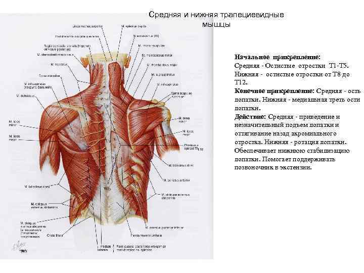 Средняя и нижняя трапециевидные мышцы Начальное прикрепление: Средняя - Остистые отростки Т 1 -Т