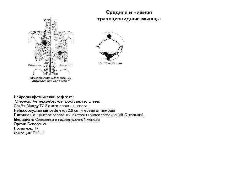 Средняя и нижняя трапециевидные мышцы Нейролимфатический рефлекс: Спереди: 7 -е межреберное пространство слева. Сзади: