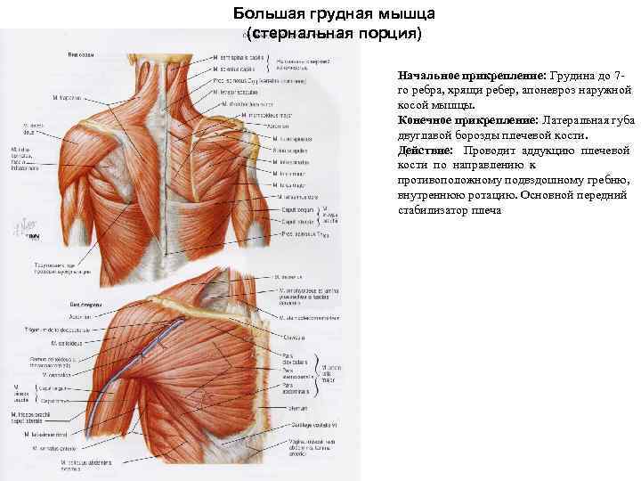 Большая грудная мышца (стернальная порция) Начальное прикрепление: Грудина до 7 го ребра, хрящи ребер,