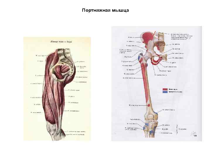 Портняжная мышца 