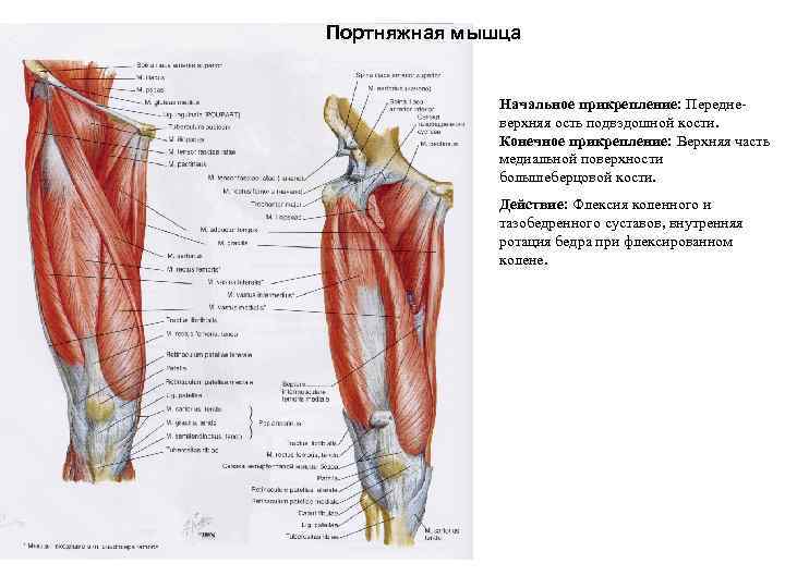 Портняжная мышца Начальное прикрепление: Передневерхняя ость подвздошной кости. Конечное прикрепление: Верхняя часть медиальной поверхности