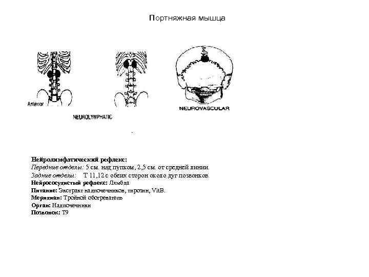 Портняжная мышца Нейролимфатический рефлекс: Передние отделы: 5 см. над пупком, 2, 5 см. от