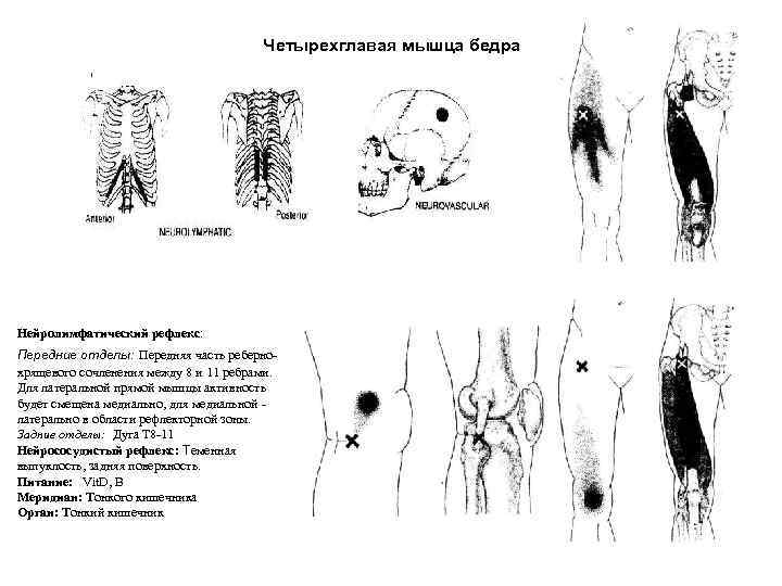 Четырехглавая мышца бедра Нейролимфатический рефлекс: Передние отделы: Передняя часть ребернохрящевого сочленения между 8 и