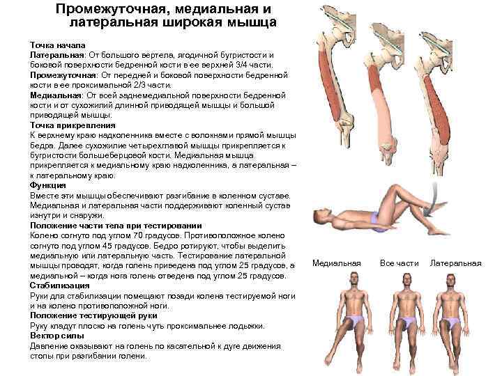 Промежуточная, медиальная и латеральная широкая мышца Точка начала Латеральная: От большого вертела, ягодичной бугристости