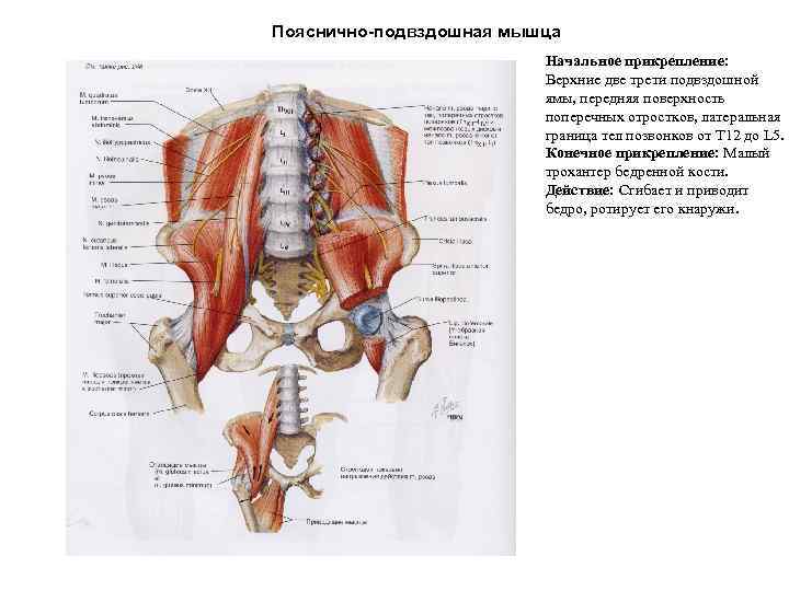 Подвздошно поясничная мышца