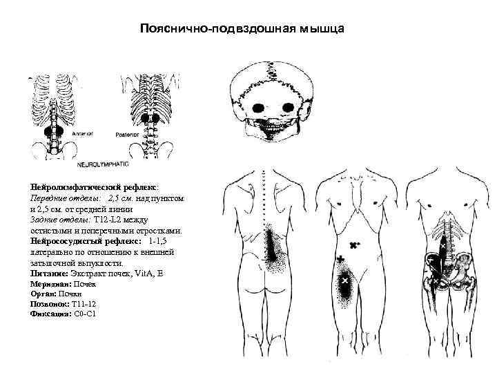 Пояснично-подвздошная мышца Нейролимфатический рефлекс: Передние отделы: 2, 5 см. над пунктом и 2, 5