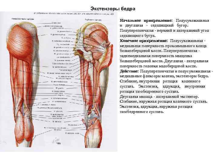 Экстензоры бедра Начальное прикрепление: Полусухожильная и двуглавая - седалищный бугор. Полуперепончатая - верхний и