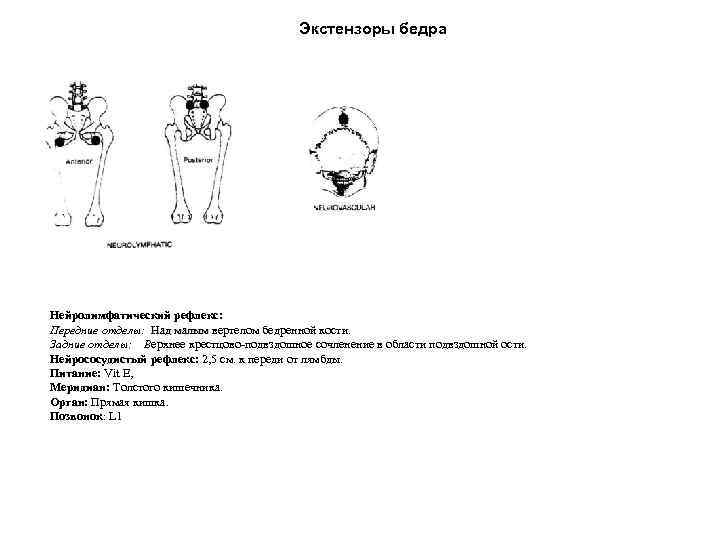 Экстензоры бедра Нейролимфатический рефлекс: Передние отделы: Над малым вертелом бедренной кости. Задние отделы: Верхнее
