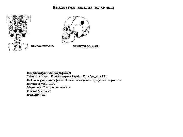 Квадратная мышца поясницы Нейролимфатический рефлекс: Задние отделы: Конец и верхний край 12 ребра, дуга