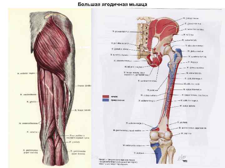 Большая ягодичная мышца 
