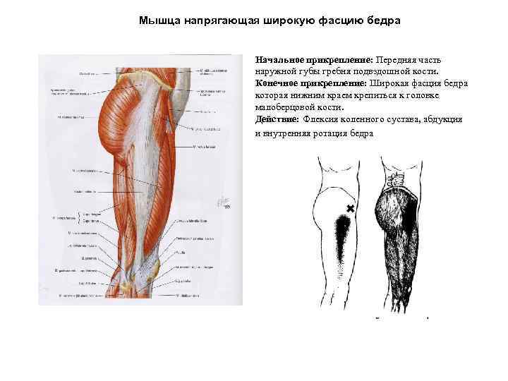 Мышца напрягающая широкую фасцию бедра Начальное прикрепление: Передняя часть наружной губы гребня подвздошной кости.