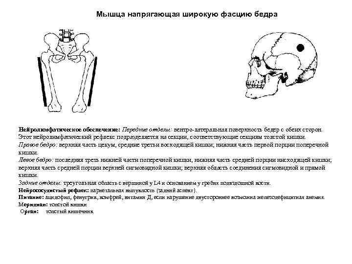 Мышца напрягающая широкую фасцию бедра Нейролимфатическое обеспечение: Передние отделы: вентро-латеральная поверхность бедер с обеих