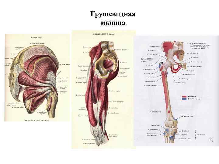 Грушевидная мышца 